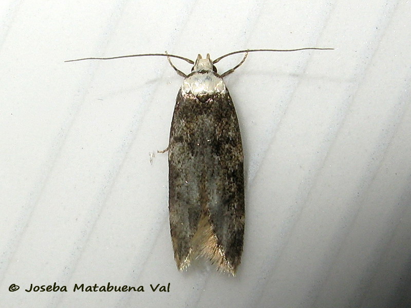 Endrosis sarcitrella - Oecophoridae